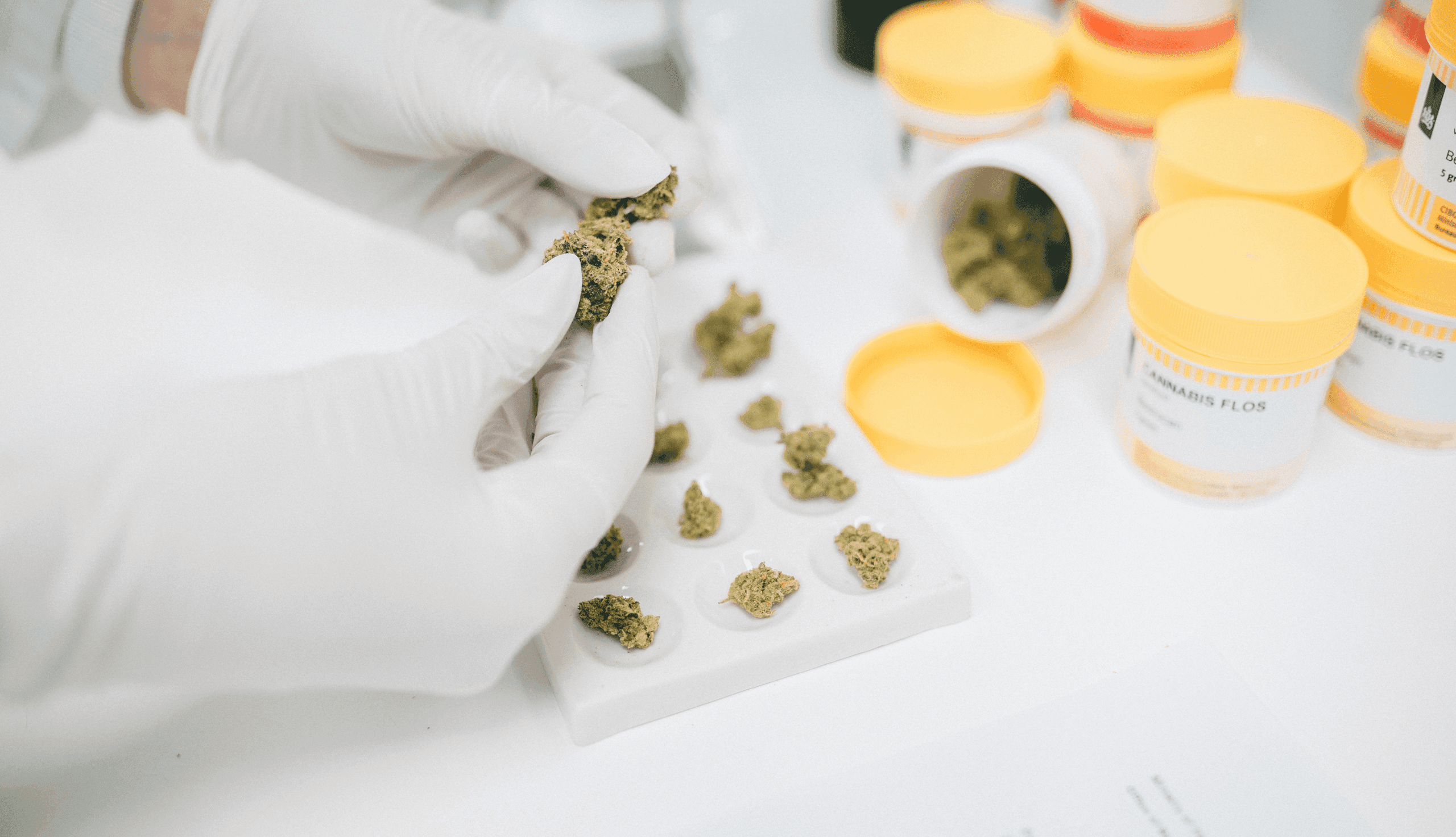 Laborbild mit Cannabisblüten